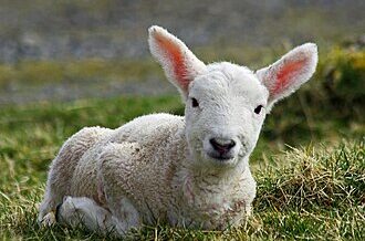 Storia di un bastone e di un agnello: l’inaspettato intreccio di due parole